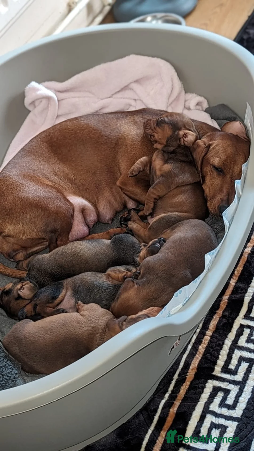 Dachshund dogs for stud: *STUD* mini in Romford - Advert 14