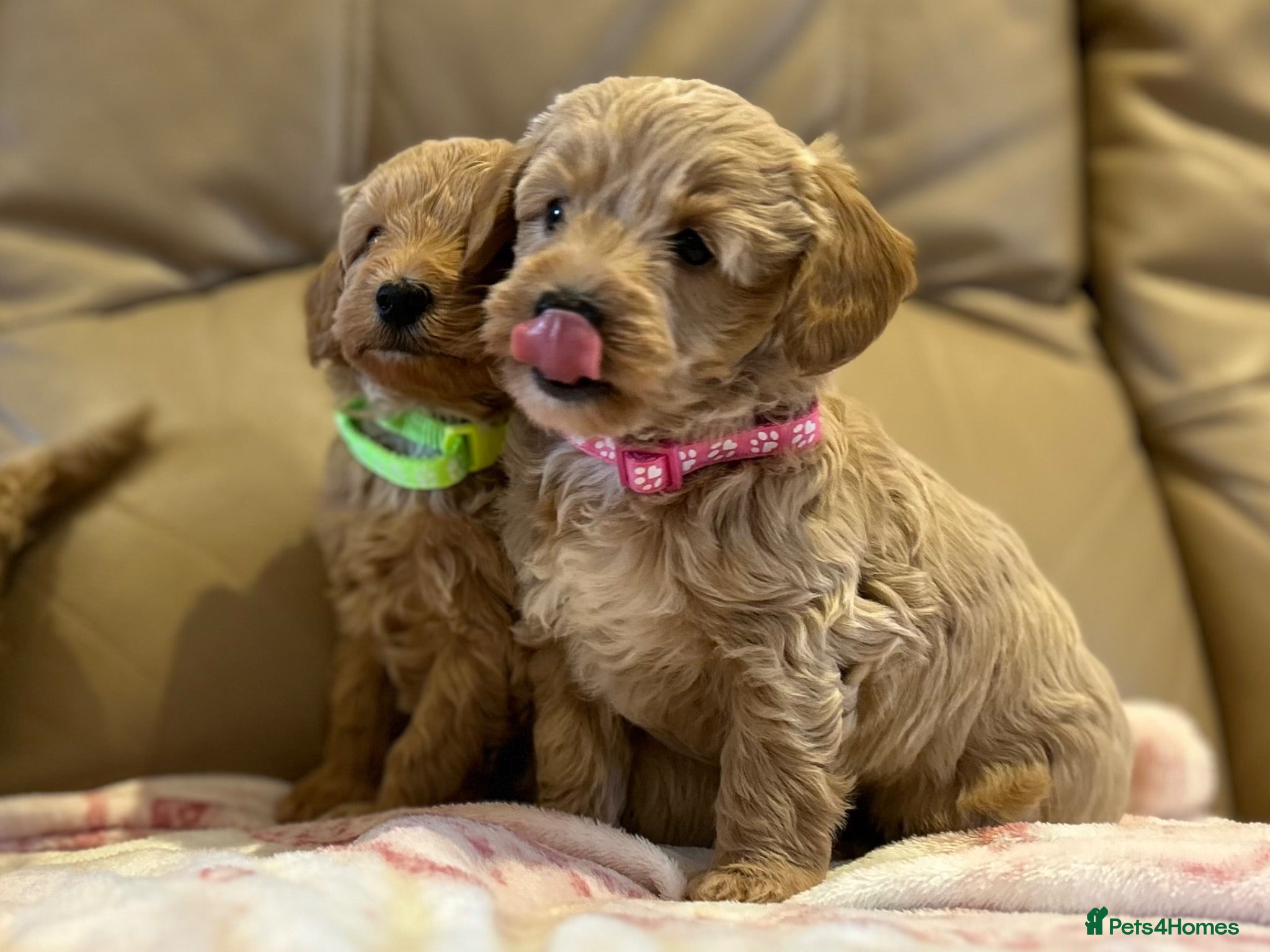 Maltipoo dogs Quality Maltipo’s wanted forever homes  - Advert 18