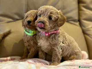Maltipoo dogs Quality Maltipo’s wanted forever homes - Advert 18