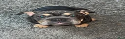 English Bulldog dogs for sale: Darla  - Advert 4