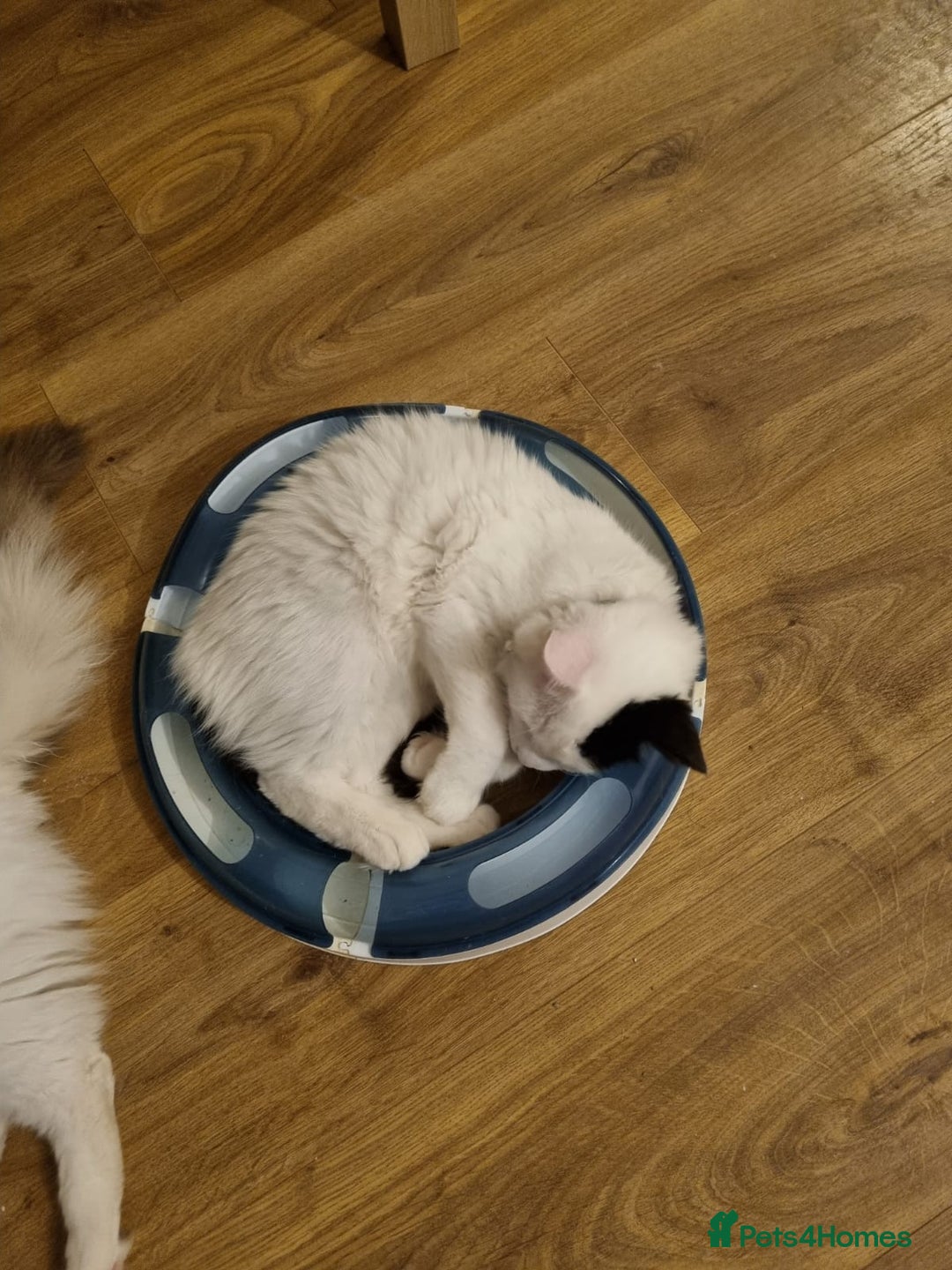 Ragdoll cats for sale: Mix Ragdoll boy  - Advert 5