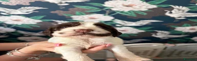 Cocker Spaniel 1