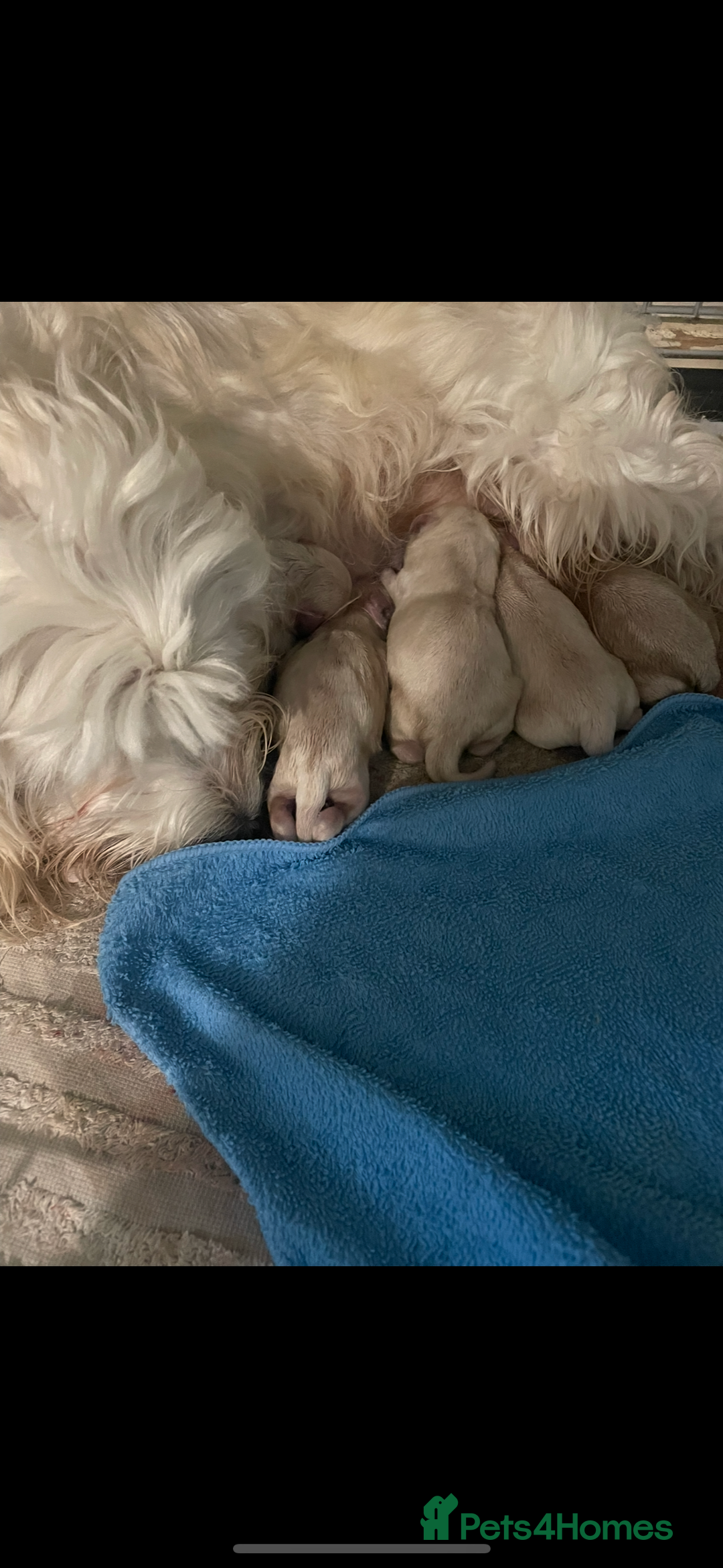 Cockapoo dogs for sale: F1B cockapoo - Image 15