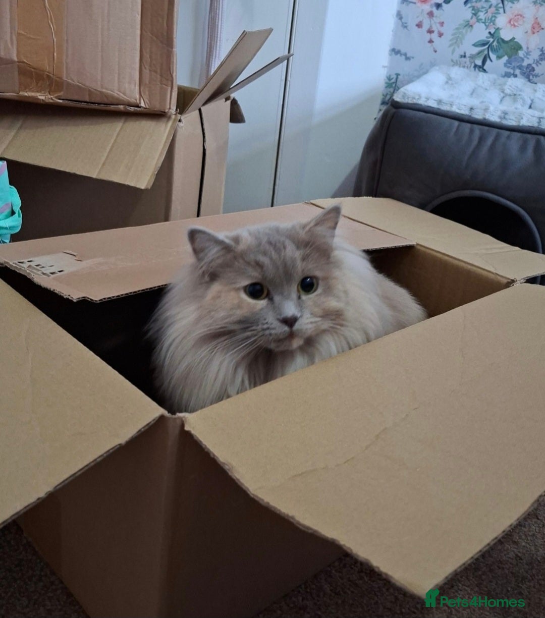 Mixed Breed cats Maincoon-Ragdoll mix - Advert 9