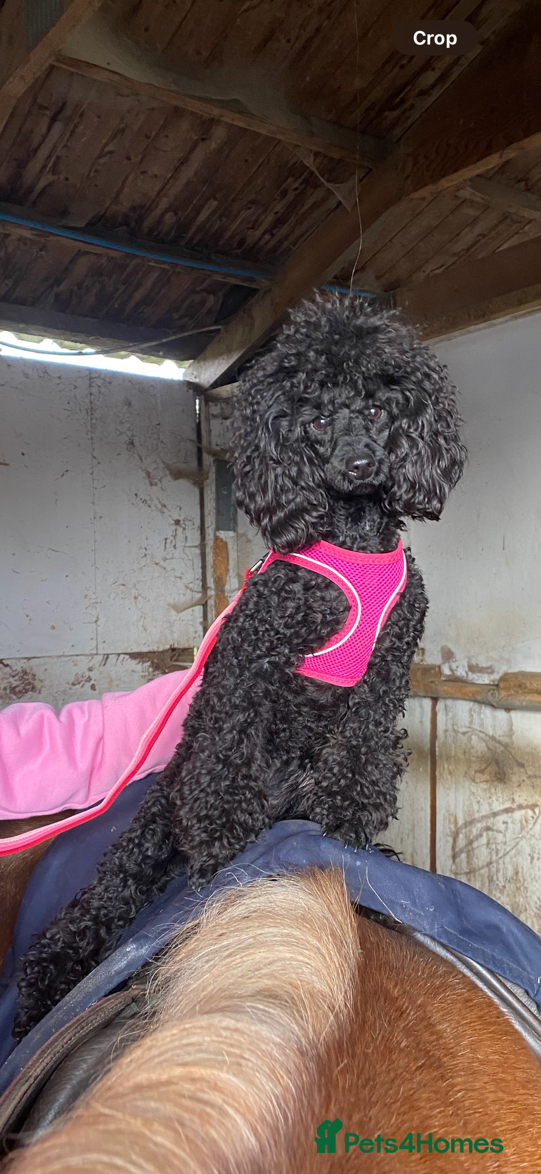 Miniature Poodle dogs for sale: 🐾 Beautiful Miniature Poodle Puppies Available🐾 - Advert 2