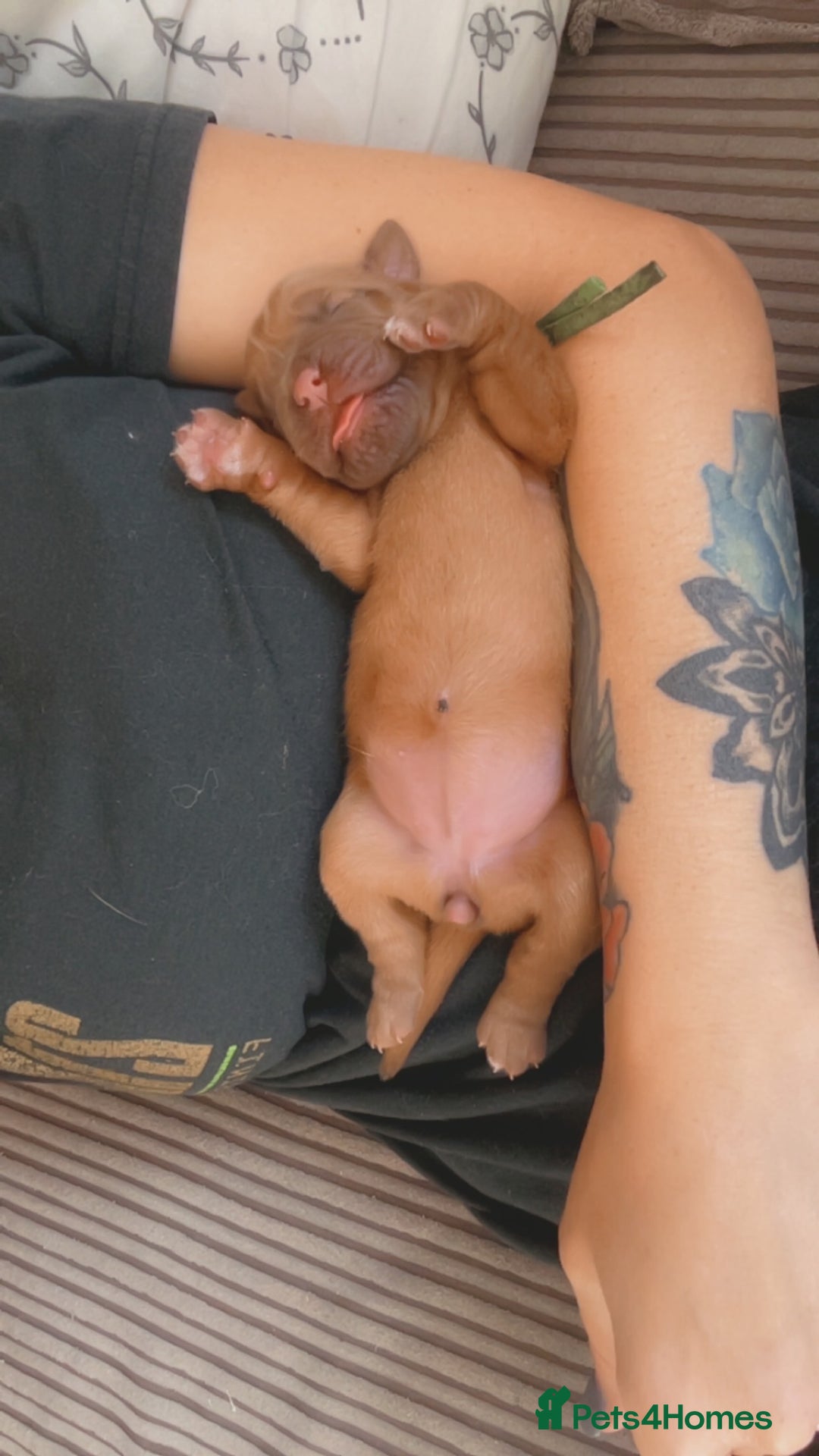 Dogue De Bordeaux dogs for sale: Beautiful KC Dogue De Bordeaux Puppies - Image 3