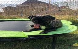 Frug dogs for sale: Loveable Frug looking for a forever sofa!  - Image 3