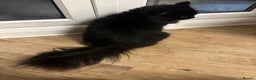 Maine Coon cats for sale: Beautiful girl half Maine coon half Bombay black  - Advert 9