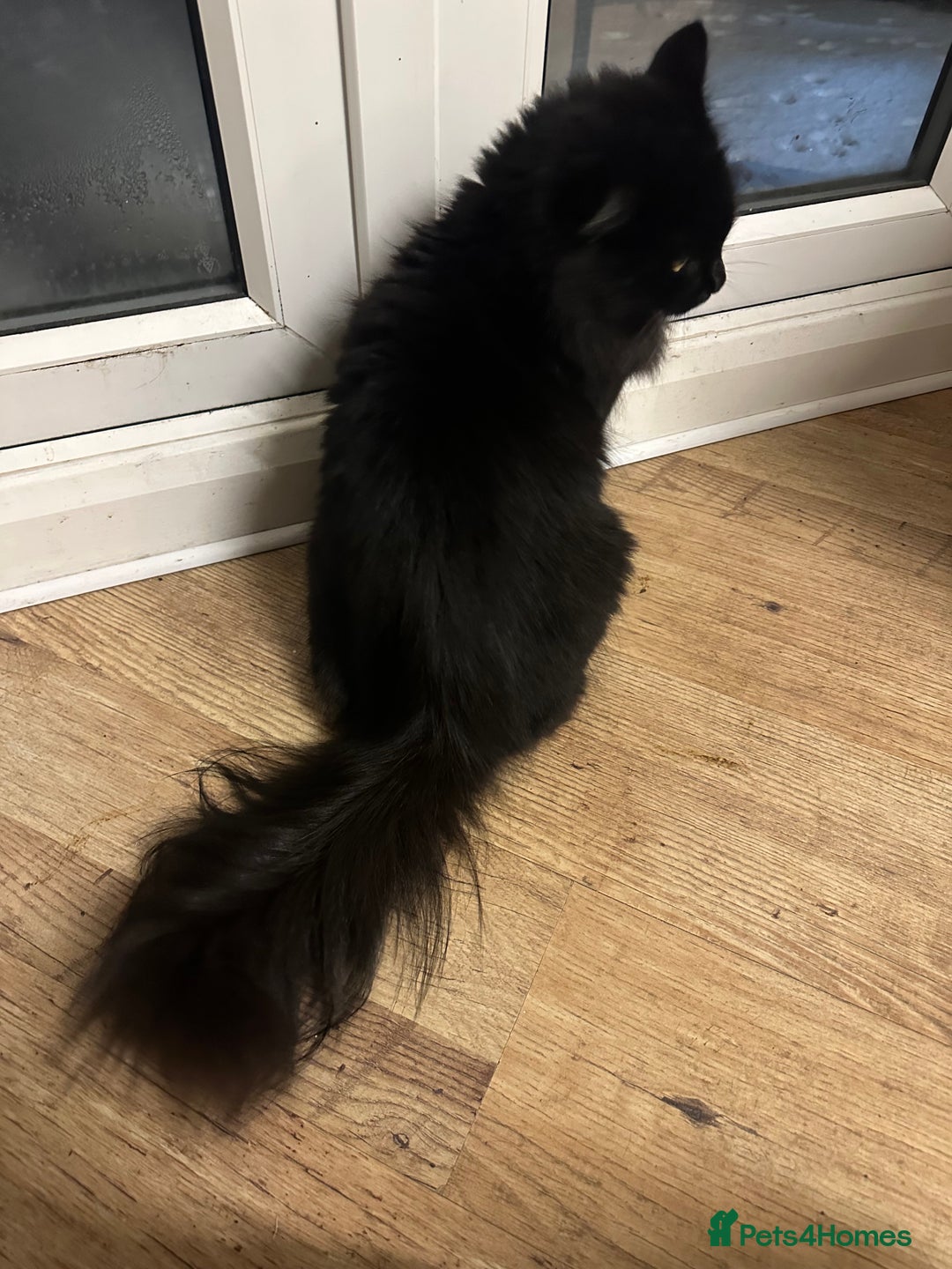 Maine Coon cats for sale: Beautiful girl half Maine coon half Bombay black  - Advert 9