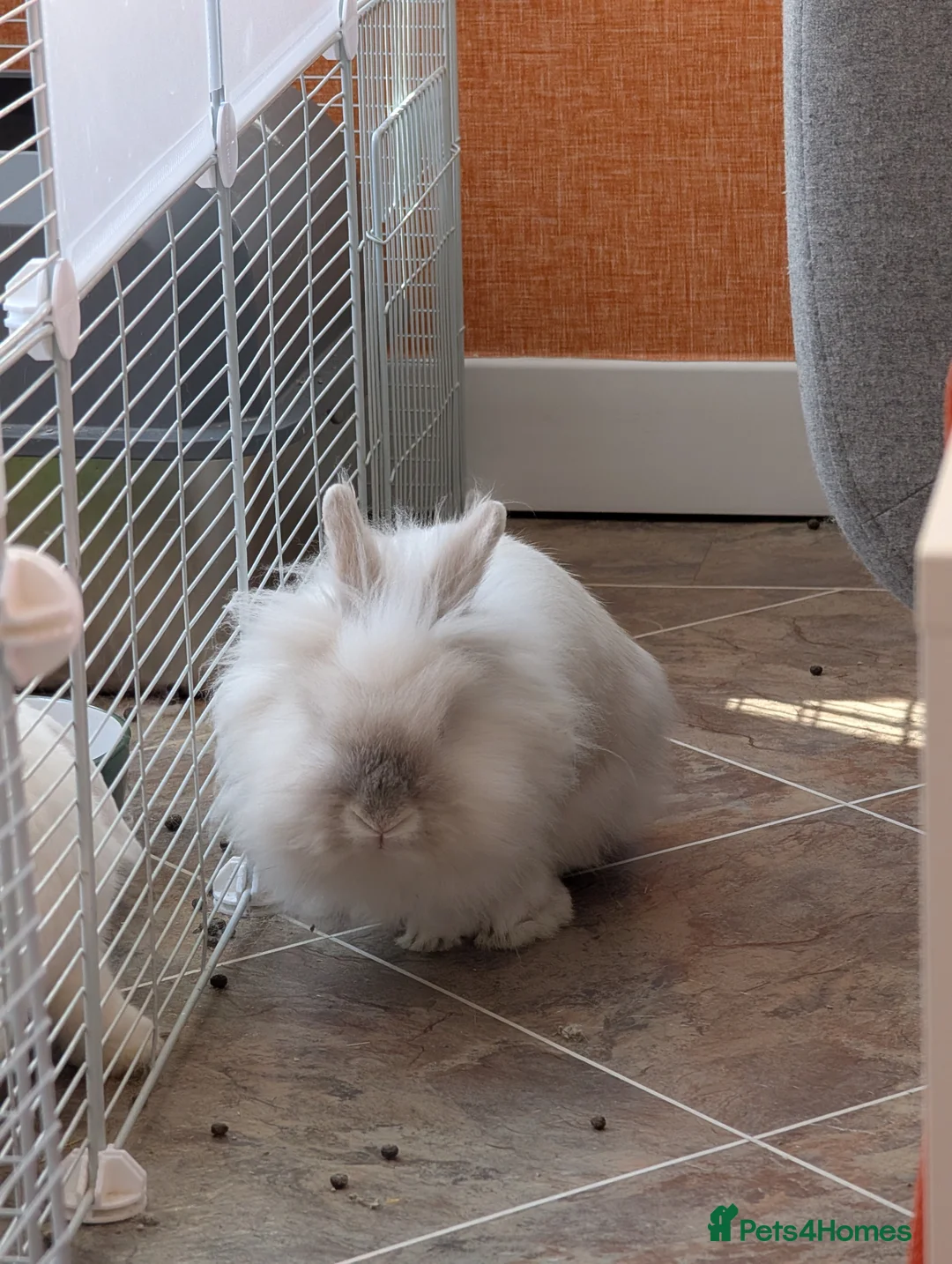 Lionhead rabbits for sale: REHOME: 2 x Male Lion head Rabbits in Nelson - Advert 1