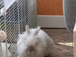 Lionhead rabbits REHOME: 2 x Male Lion head Rabbits - Advert 1