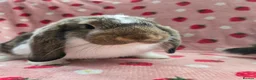 German Lop rabbits for sale: Pure German Lop 2 Bucks ☆silly tame - Advert 7