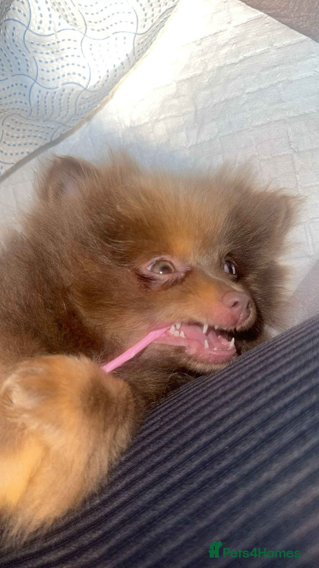 Pomeranian dogs for sale: Nala. - Image 2