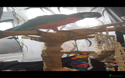Macaws birds for sale: Harlequin macaw  - Image 4
