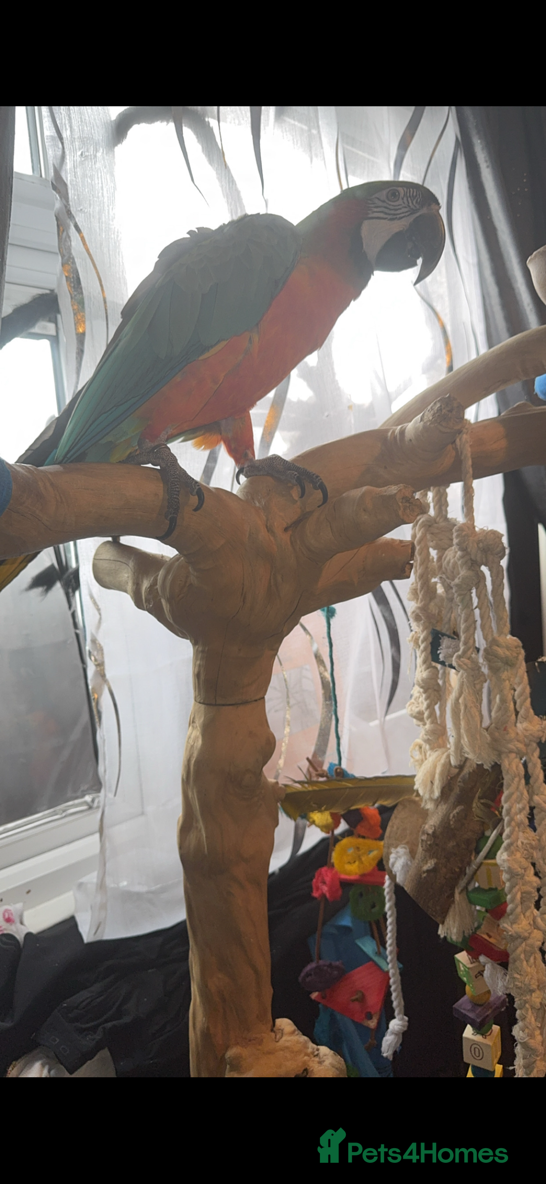 Macaws birds for sale: Harlequin macaw  - Image 4