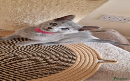 Russian Blue cats for sale: Pure Russian Blue kittens 💙  - Image 15