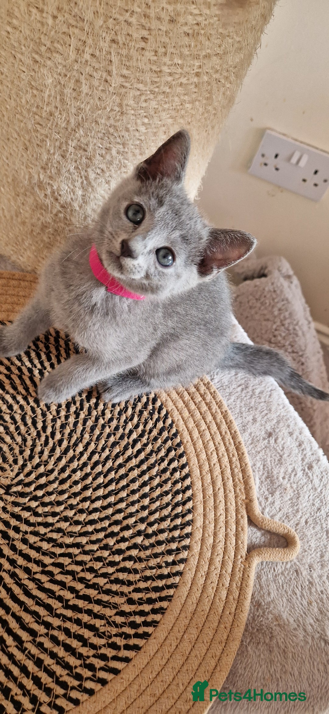 Russian Blue cats for sale: Pure Russian Blue kittens 💙  - Image 15