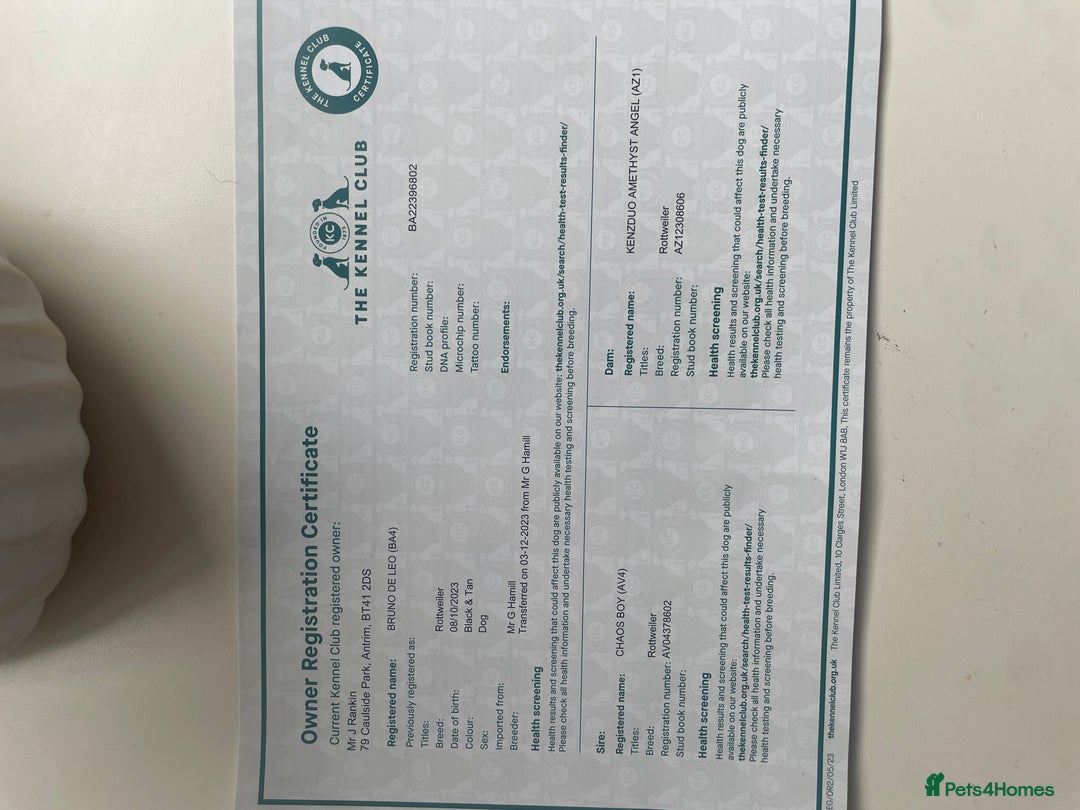 Rottweiler dogs for stud: Rottweiler - Advert 6