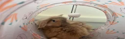 Netherland Dwarf rabbits for sale: 2 beautiful hand reared bonded half sisters  in Truro - Advert 3