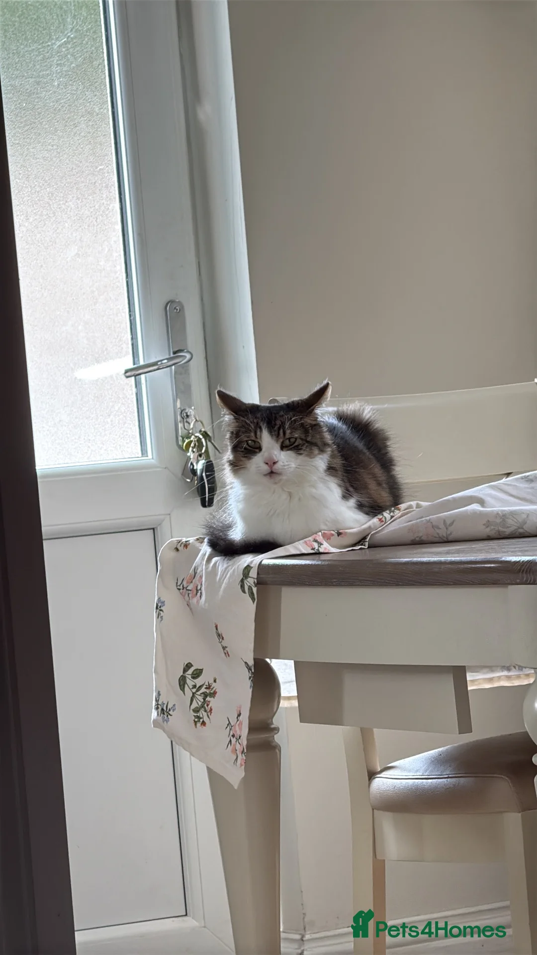 Mixed Breed cats for sale: Damion - Advert 2