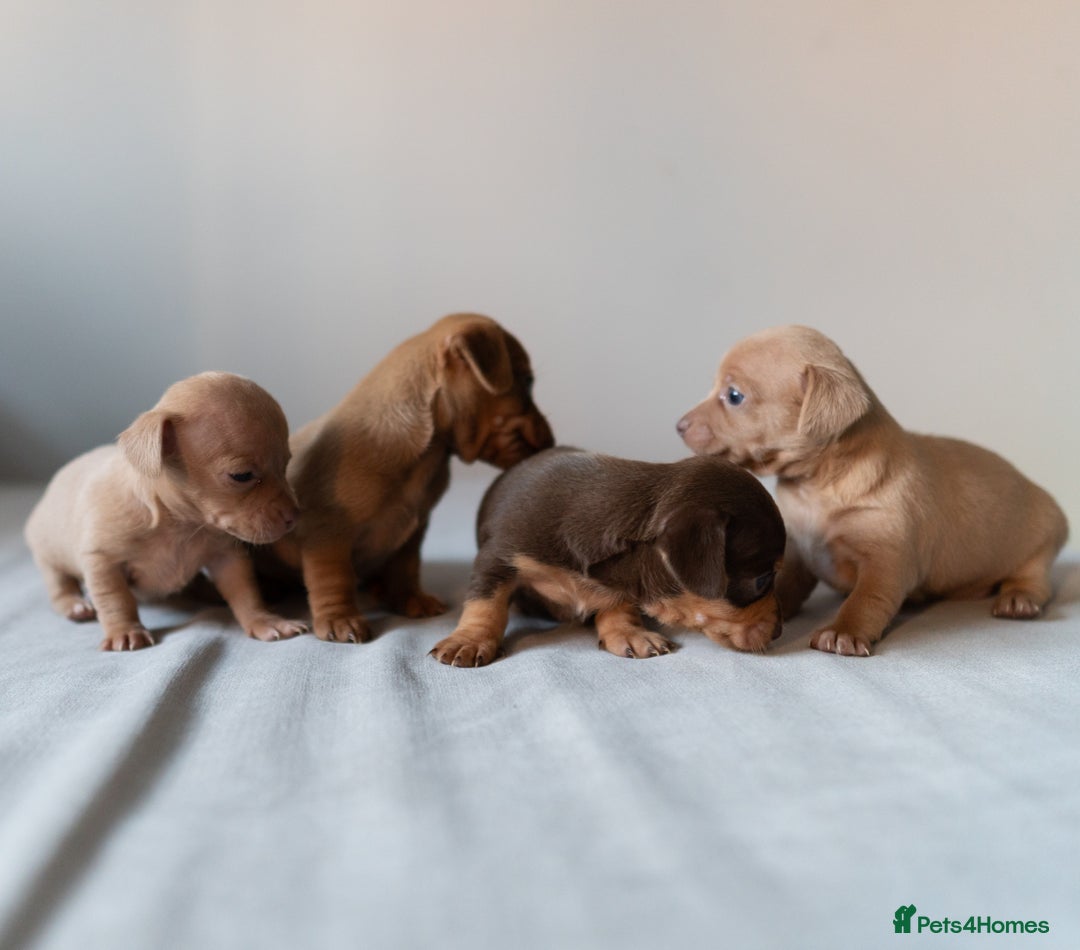 Chiweenie dogs for sale: Stunning Micro Chiweenie Litter - Smallest in UK - Advert 11