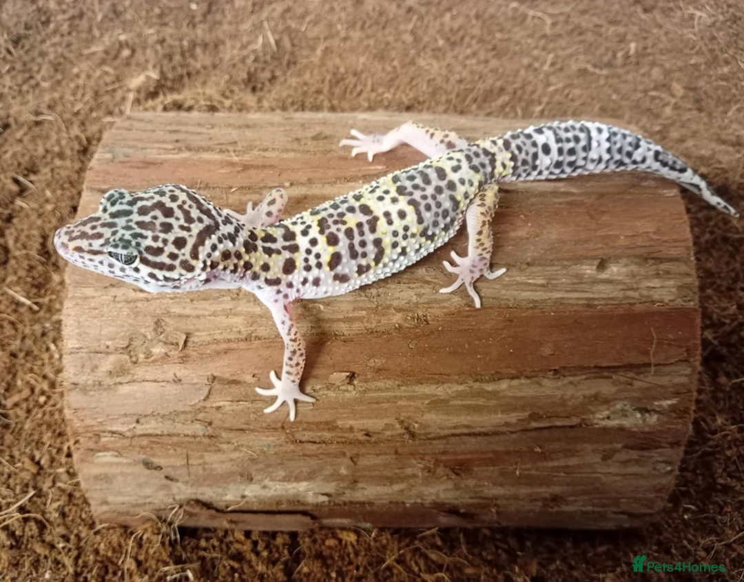 Leopard Gecko reptiles for sale: Beautiful Leopard Gecko Babies – Ready Now! - Image 12