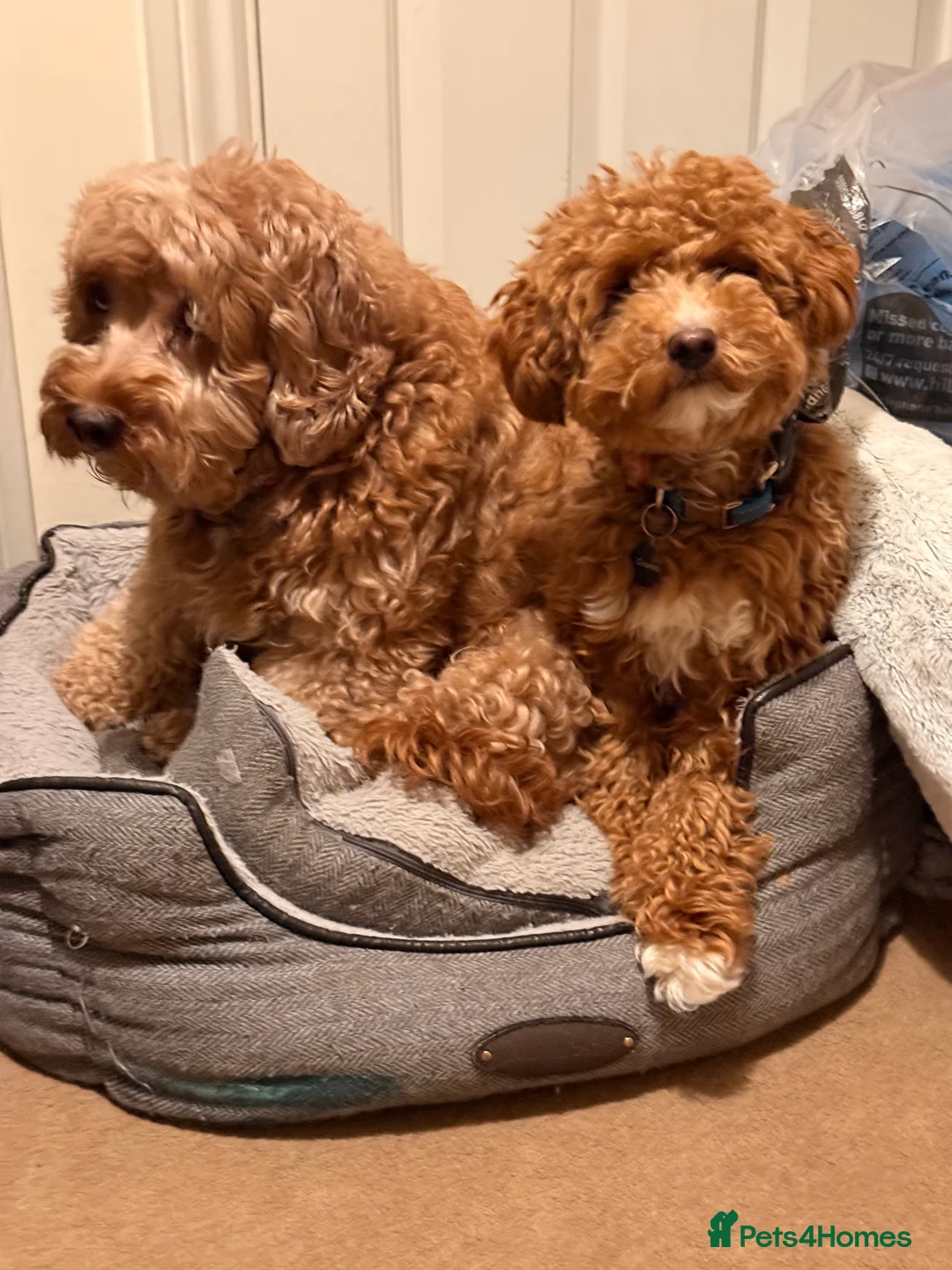 Cockapoo dogs for sale: Toy Poodle x Cockapoo Puppies Family Raised in Hayes - Advert 1