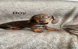 Dachshund dogs for sale: Dachshund Puppies Ready Now Fully Vaccinated  - Image 10