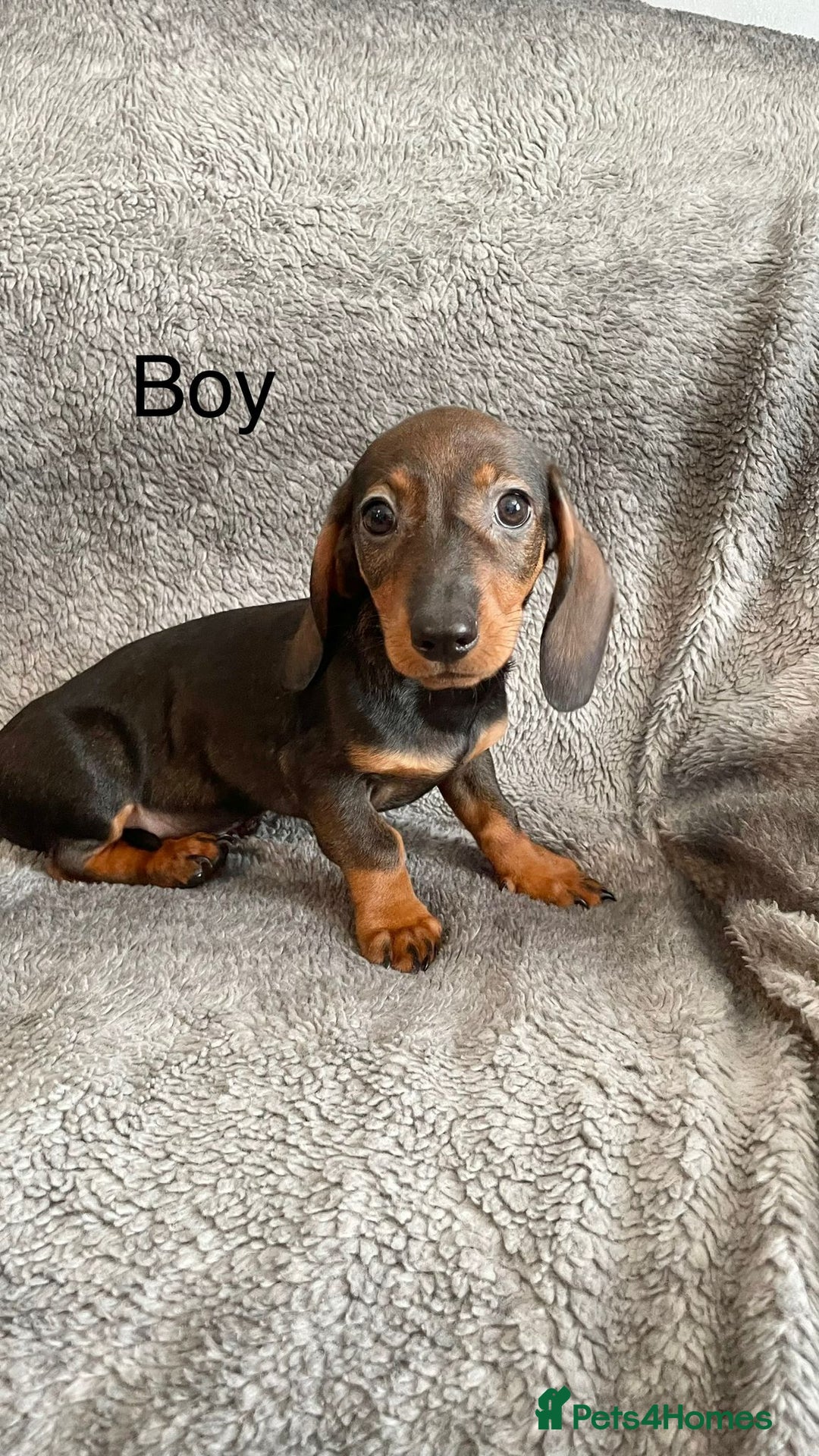 Dachshund dogs for sale: Dachshund Puppies Ready Now Fully Vaccinated  - Image 10