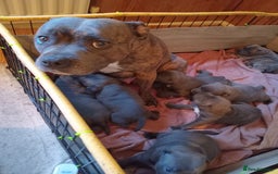 Staffordshire Bull Terrier dogs for sale: Kc Registered staff bull terrier blue  brindle  - Image 14