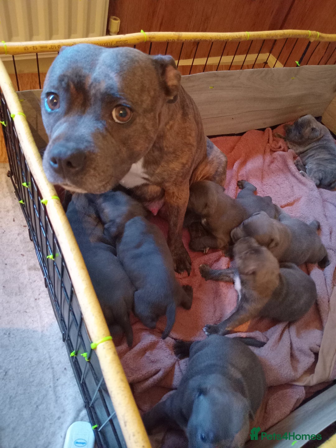 Staffordshire Bull Terrier dogs for sale: Kc Registered staff bull terrier blue  brindle  - Image 14