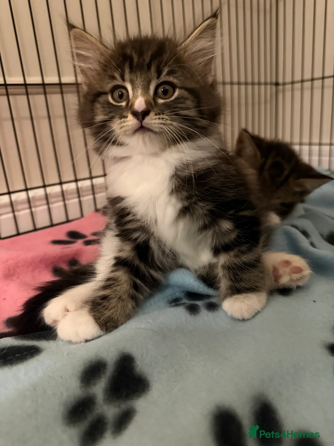 Mixed Breed cats for sale: Stunning Turkish Angora/ domesticShorthairKittens  - Advert 7