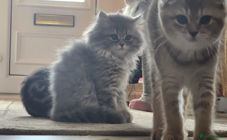 British Shorthair cats - Advert 13