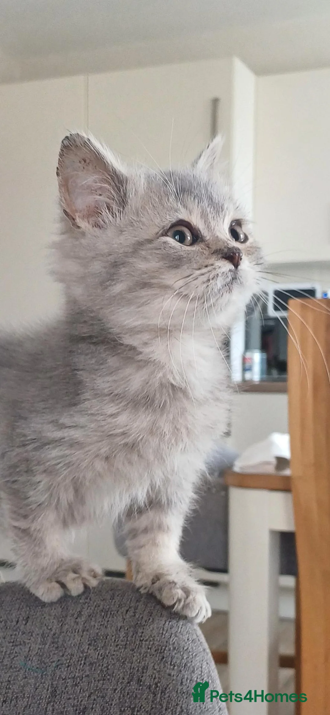 British Shorthair cats for sale: Loving, pretty Scottish Straight kittens  - Advert 30