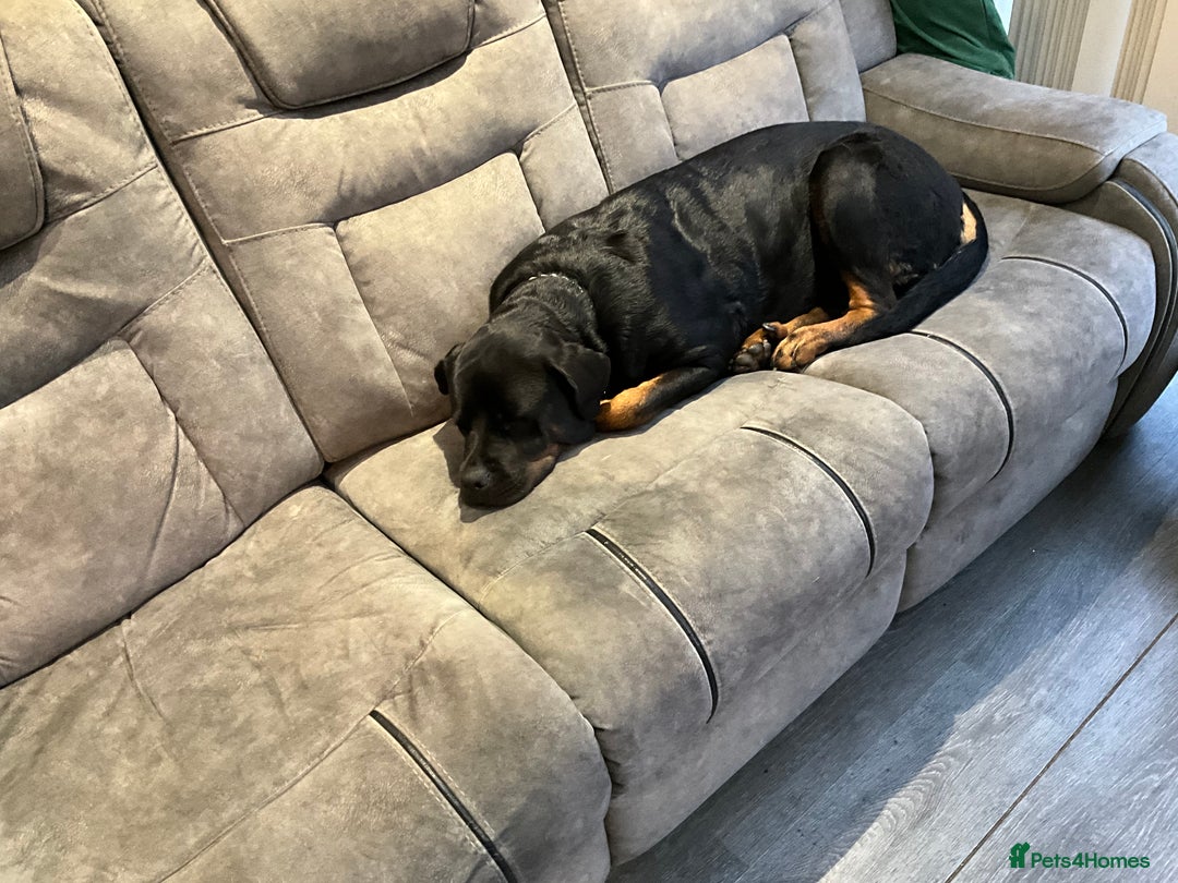 Rottweiler dogs for sale: FEMALE ROTTWEILER - Advert 3