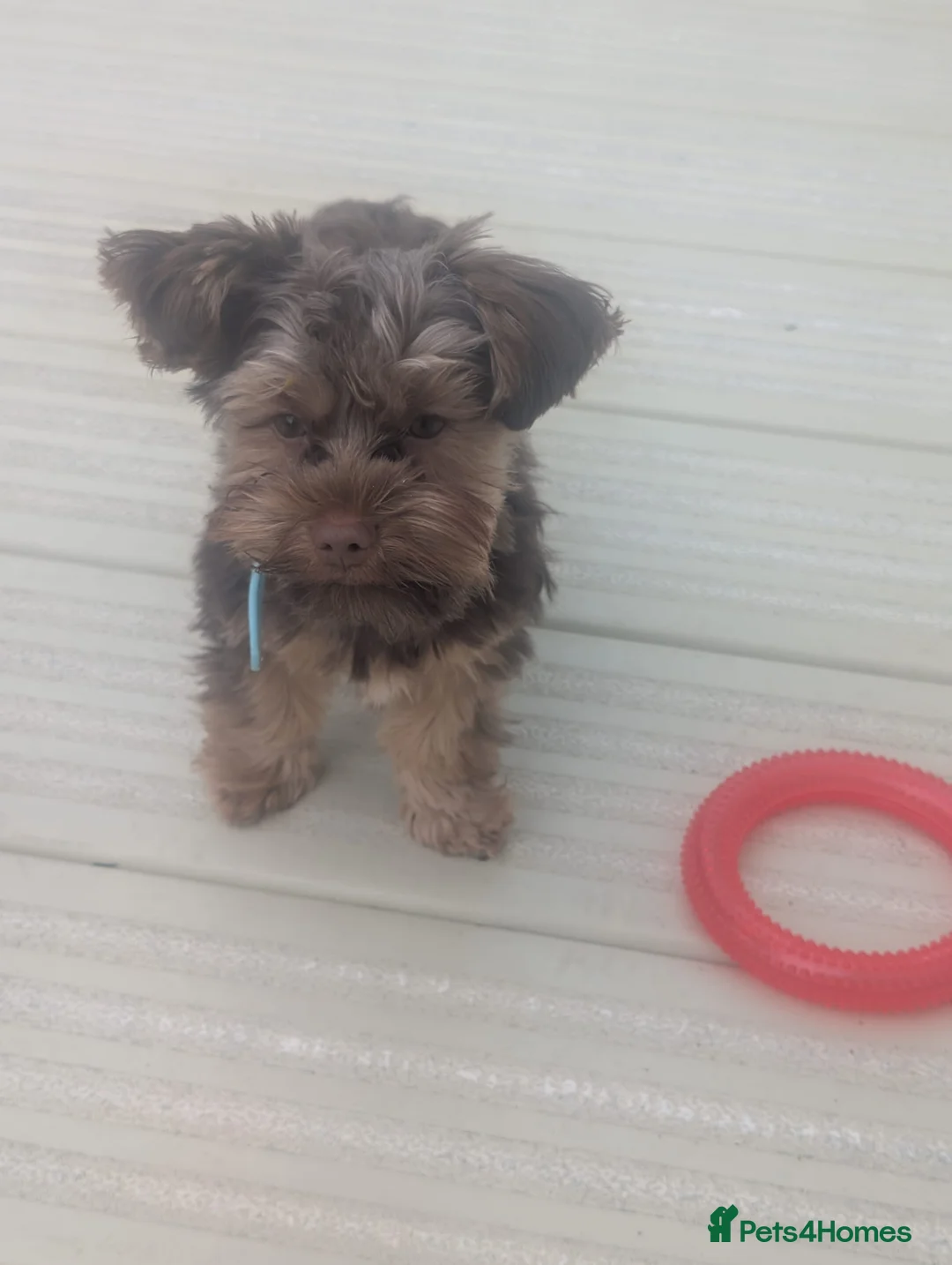 Yorkshire Terrier dogs for sale: Male Yorkshire terrier  in Nottingham - Advert 12