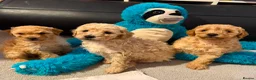 Cavapoo dogs for sale: Stunning F1 Cavapoo Puppies - Advert 6