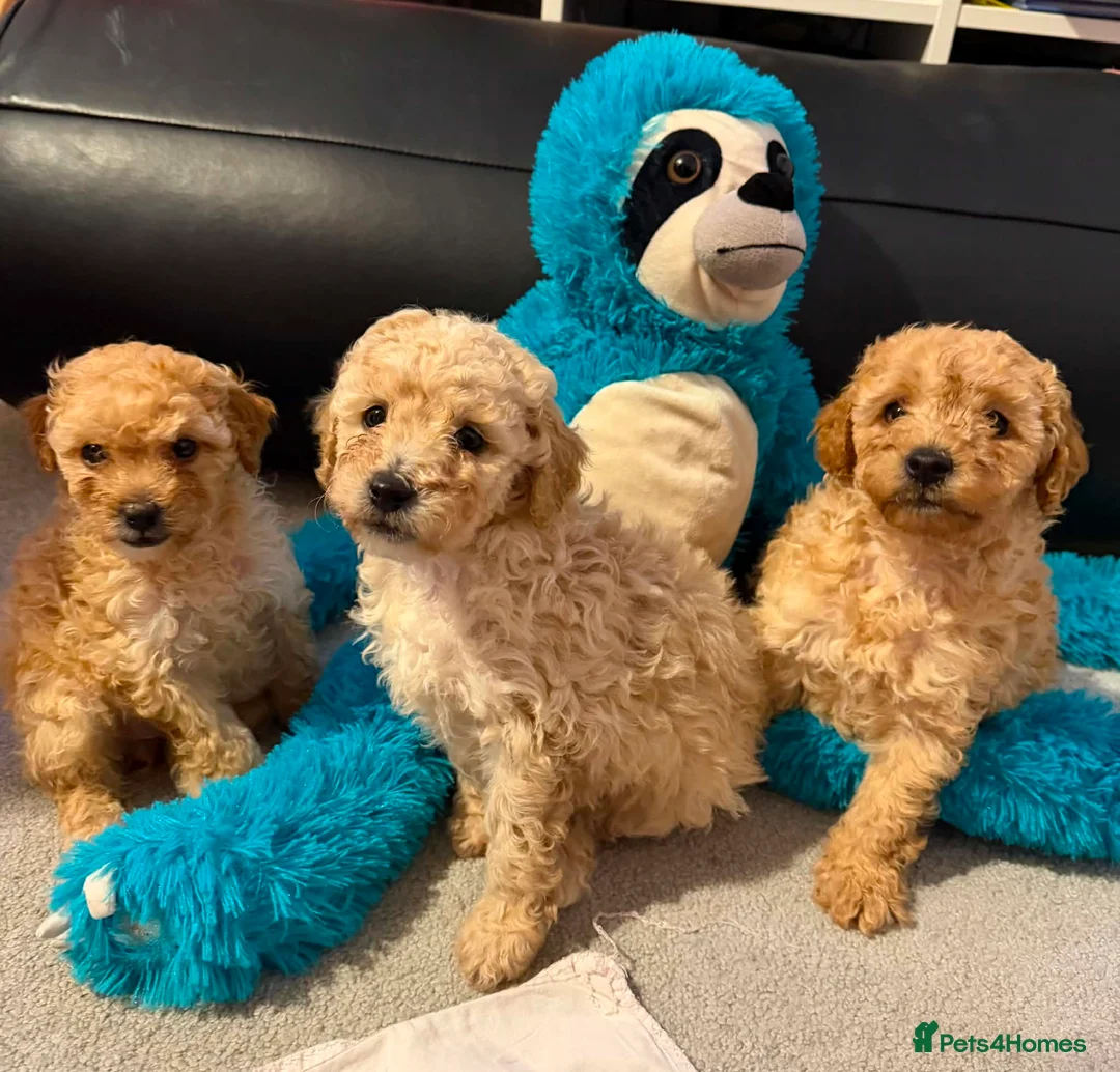 Cavapoo dogs for sale: Stunning F1 Cavapoo Puppies - Advert 6