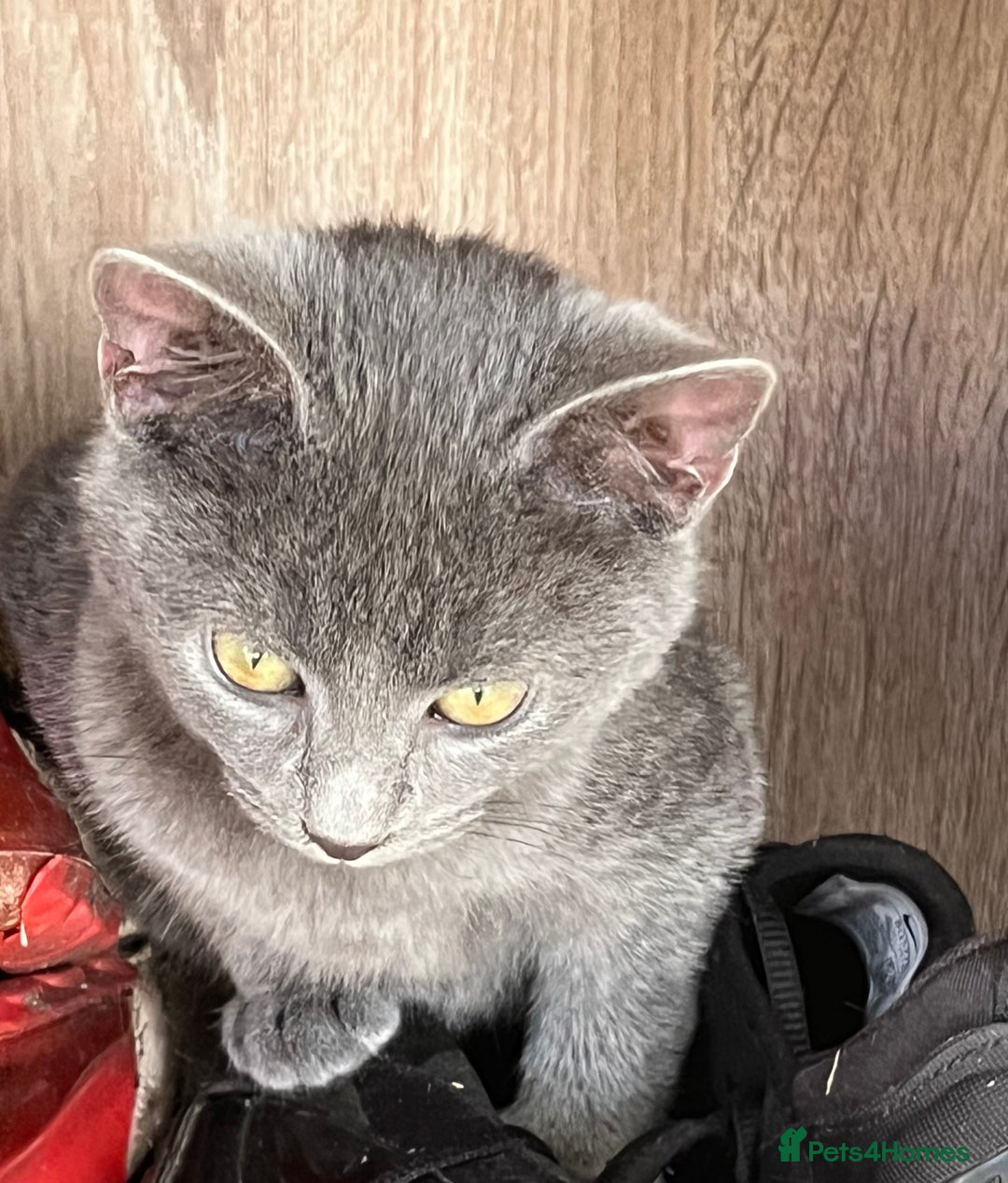 Mixed Breed cats for sale: Munchkin x British shorthair kittens - Advert 3