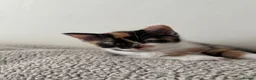 Mixed Breed cats for sale: Fluffy tricolour calico kittens in Derby - Advert 6