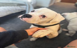 American Bull Staffy dogs for sale: Male bulldog - Image 2
