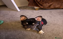 French Bulldog dogs for sale: Beautiful Health Checked French bulldog  - Image 9