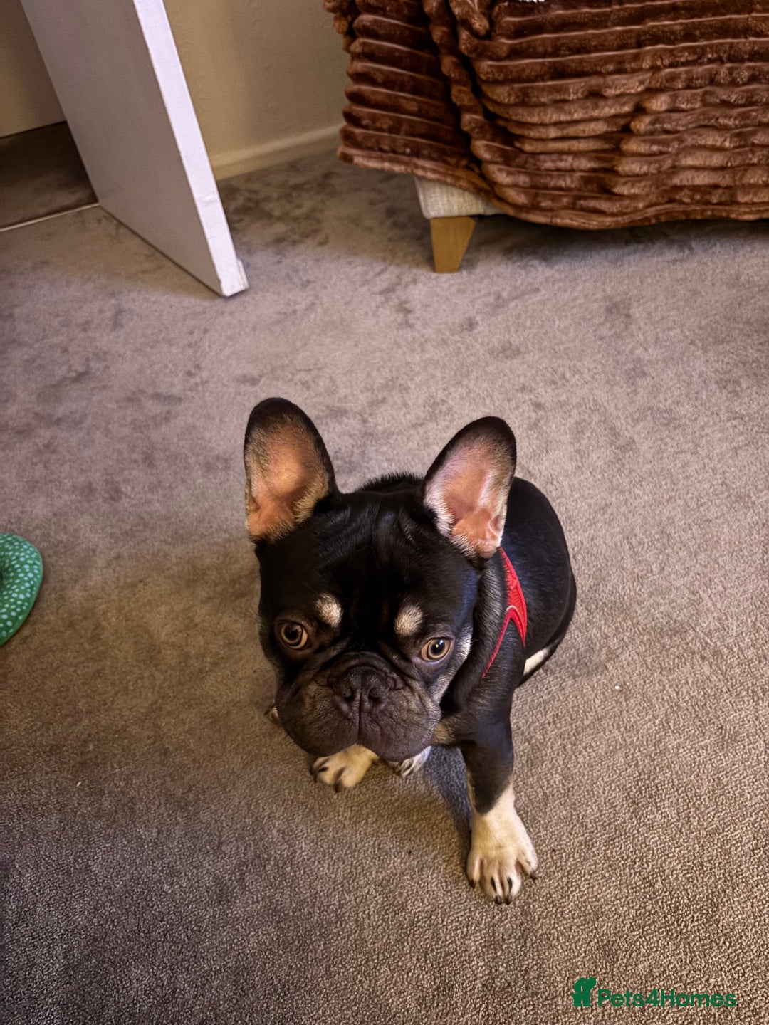 French Bulldog dogs for sale: Beautiful Health Checked French bulldog  - Image 9