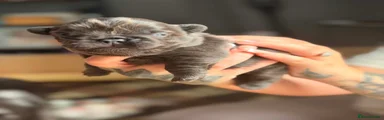 French Bulldog 4