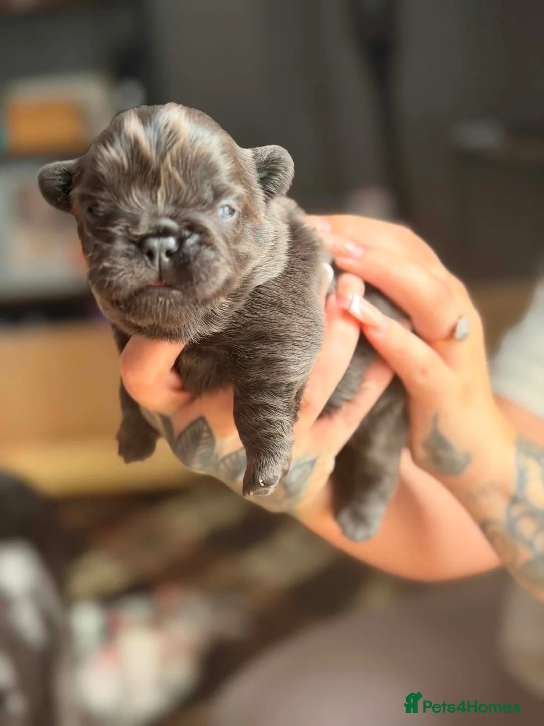 French Bulldog dogs for sale: Fluffy French bulldogs  - Advert 2