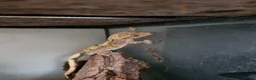 Gecko reptiles for sale: Male Crested Gecko in Huntingdon - Advert 7