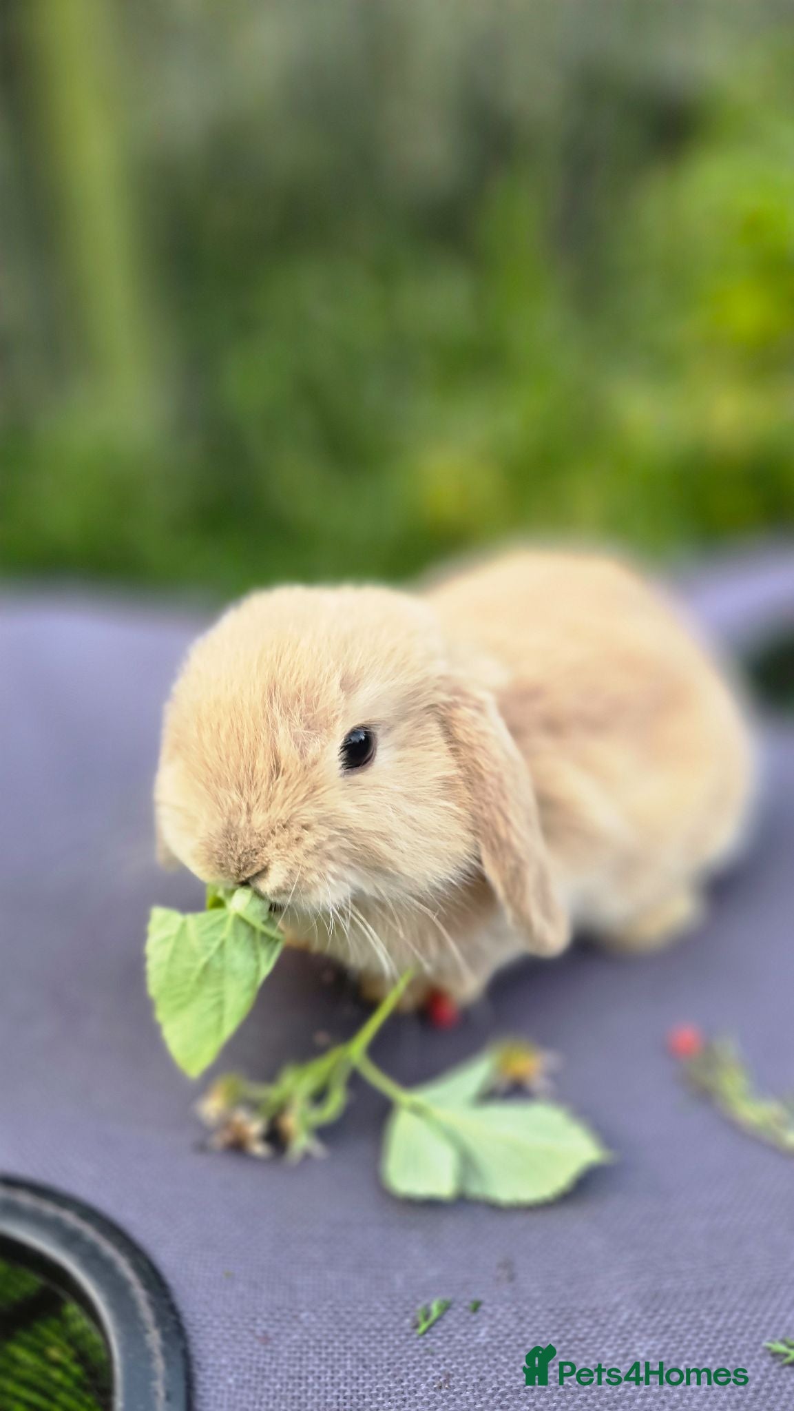 Mini Lop rabbits Cute and playful healthy bunnies  - Advert 1