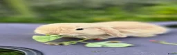 Mini Lop rabbits for sale: Cute and playful healthy bunnies  - Advert 8