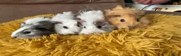Guinea Pig rodents for sale: Gorgeous baby Guinea Pigs - Advert 1