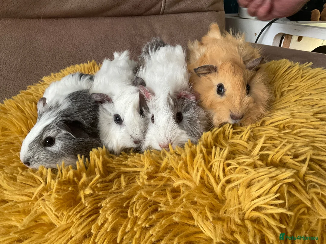 Guinea Pig rodents for sale: Gorgeous baby Guinea Pigs - Advert 1